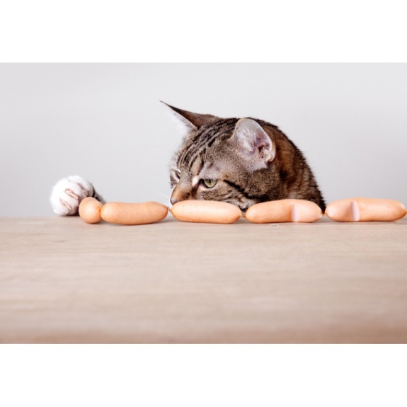 Catapart commercialise les meilleures croquettes pour chats idéales pour votre petit félin